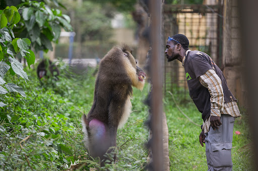 Le Jardin Zoologique de Mvog-Betsi : Une Fenêtre sur la Faune du Cameroun